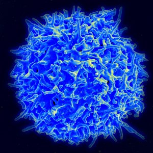 Healthy_Human_T_Cell